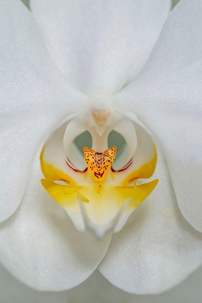 White Orchid